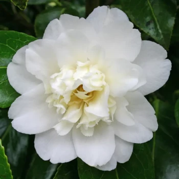 CAMELLIA japonica Man Size
