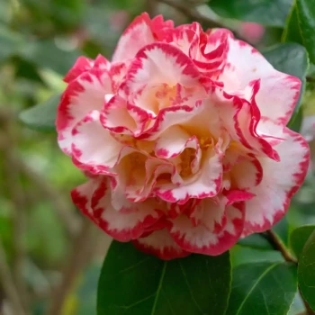 CAMELLIA japonica Margaret Davis