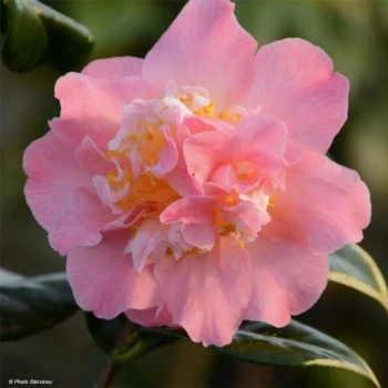 CAMELLIA japonica Paddy's Perfume