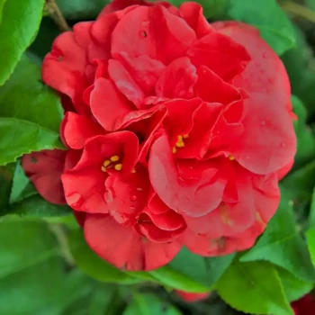 CAMELLIA japonica Tom Knudsen