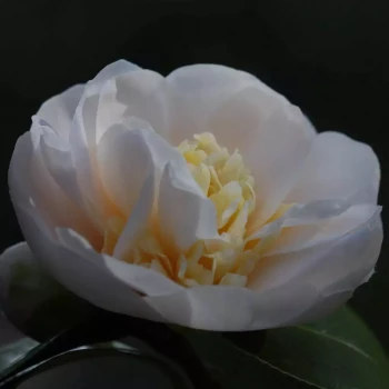 CAMELLIA x Koto-No-Kaori
