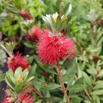 CALLISTEMON masotti mini Red