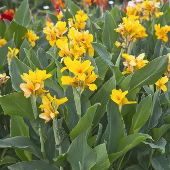 CANNA x Nain Salsa