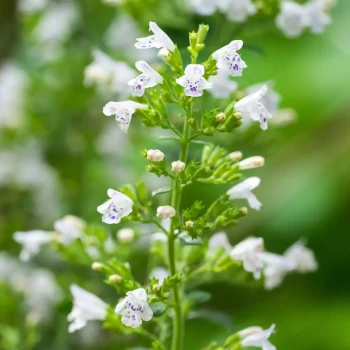 CALAMINTHA nepeta