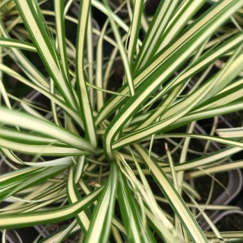 CAREX oshimensis Everoro