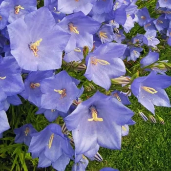 CAMPANULA persicifolia Grandiflora