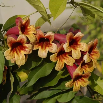 CAMPSIS radicans Flava