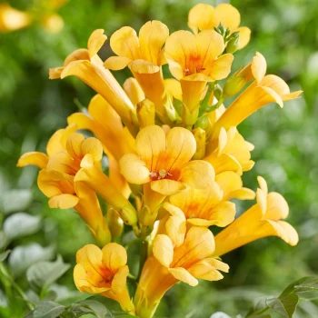 CAMPSIS radicans Golden Trumpet