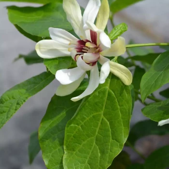 CALYCANTHUS x raulstonii Venus