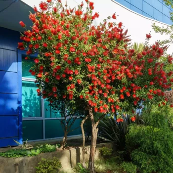 CALLISTEMON rigidus