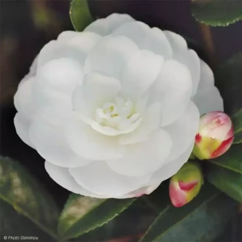 CAMELLIA sasanqua Early Pearly