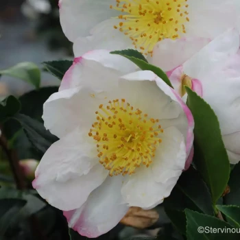 CAMELLIA sasanqua Narumigata