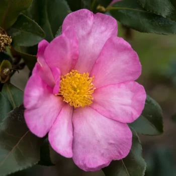 CAMELLIA sasanqua New Dawn