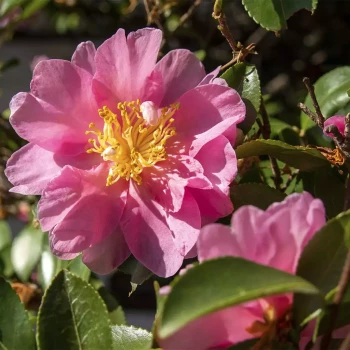 CAMELLIA sasanqua New Dawn