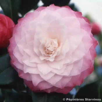 CAMELLIA sasanqua Orcival
