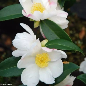 CAMELLIA sasanqua Paradise Illumination
