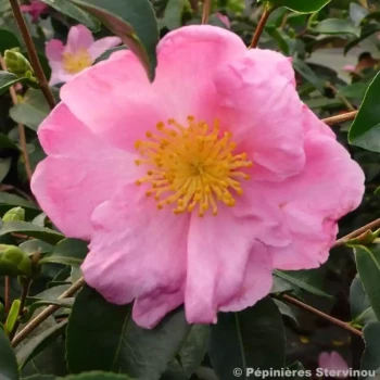 CAMELLIA sasanqua Plantation Pink
