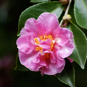 CAMELLIA sasanqua Showa-no-sakae
