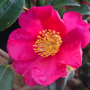 CAMELLIA sasanqua Yuletide