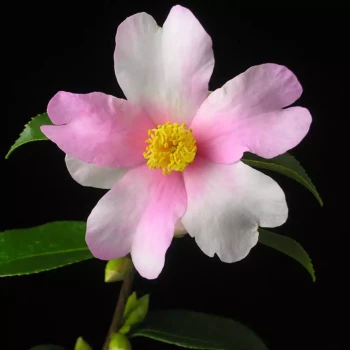 CAMELLIA sasanqua Yume