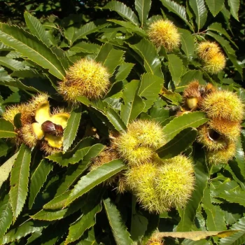 CASTANEA sativa