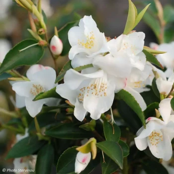 CAMELLIA transnokoensis