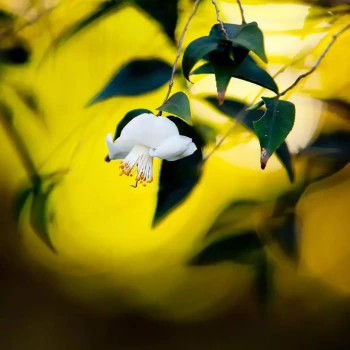 CAMELLIA tsaii
