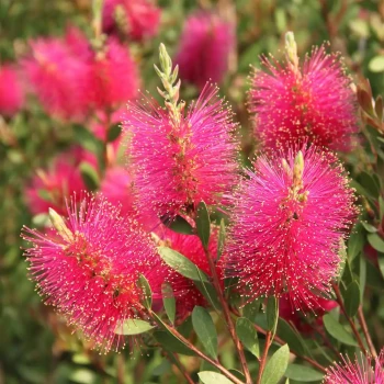 CALLISTEMON viminalis Hot Pink