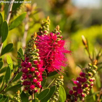 CALLISTEMON viminalis Inferno