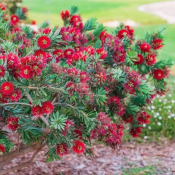CALLISTEMON viminalis Little John