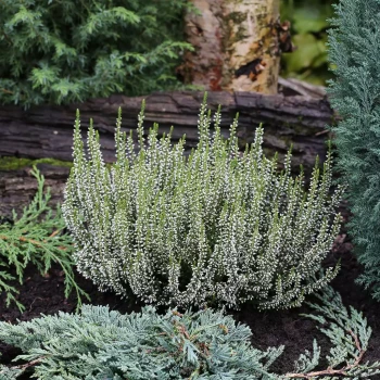 CALLUNA vulgaris Garden Girls Alicia