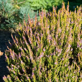 CALLUNA vulgaris Winter Chocolate