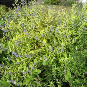 CARYOPTERIS x clandonensis Worcester Gold