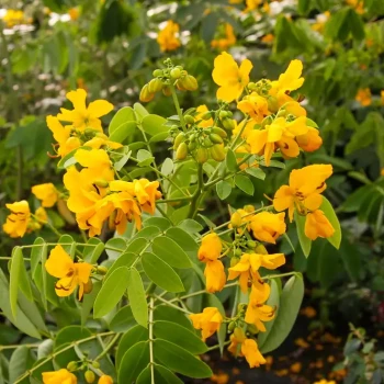 Cassia x floribunda