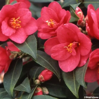 CAMELLIA x Fragrant Joy