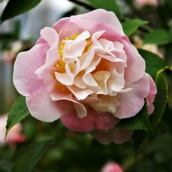 CAMELLIA x lutchuensis High Fragrance
