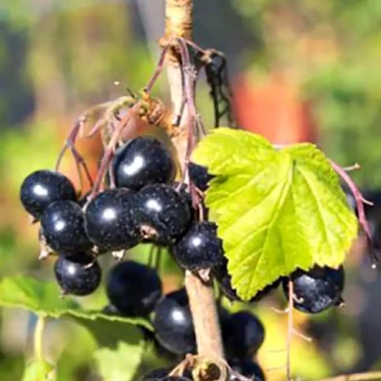 RIBES nigrum Noir de Bourgogne