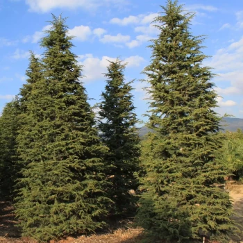 CEDRUS atlantica