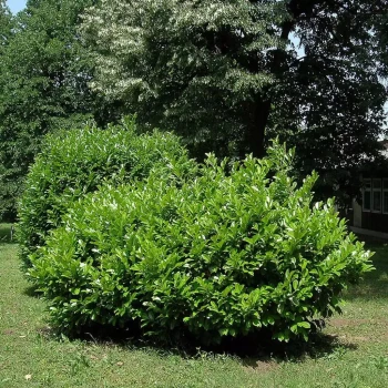 PRUNUS cerasus Bigarreau Blanc