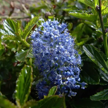 CEANOTHUS x burkwoodii
