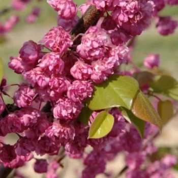 CERCIS canadensis canadensis Pink Pom Pom's