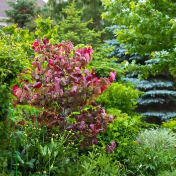 CERCIS canadensis Forest Pansy
