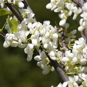 CERCIS canadensis Royal White