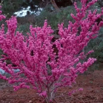 CERCIS chinensis Avondale