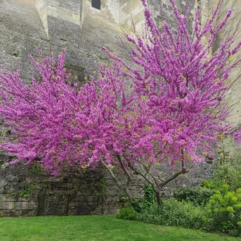 CERCIS chinensis Gigantea