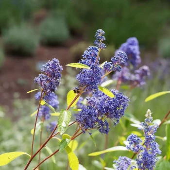 CEANOTHUS delilianus Henri Desfossé