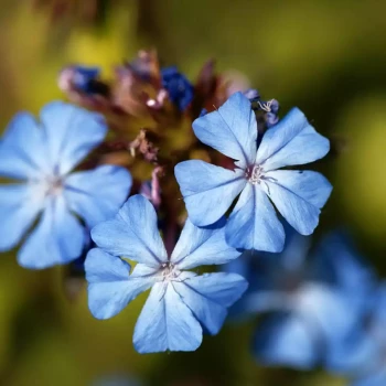 CERATOSTIGMA griffithii