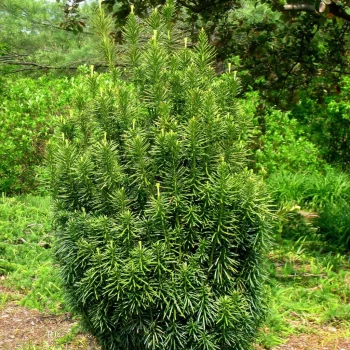 CEPHALOTAXUS harringtonia