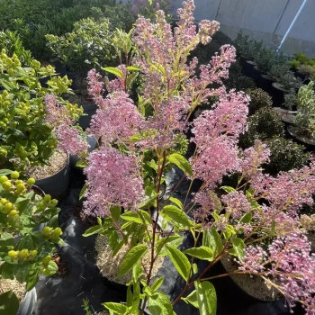 CEANOTHUS pallidus Perle Rose