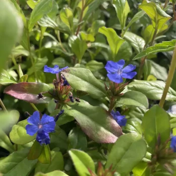 CERATOSTIGMA plumbaginoides